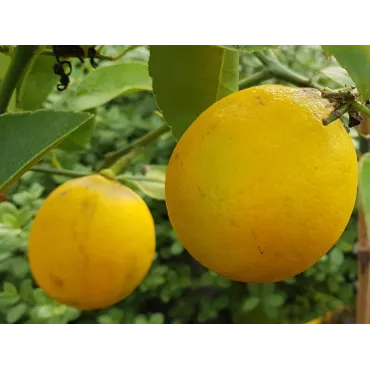 Citrus x meyeri greffÃ© sur Poncirus trifoliata / Citronnier Meyer