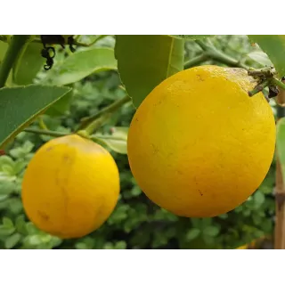 Citrus x meyeri greffÃ© sur Poncirus trifoliata / Citronnier Meyer