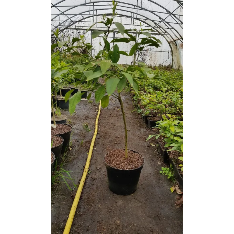 Citrus paradisi 'Enzo' greffÃ© sur Poncirus trifoliata / Pomelos Enzo