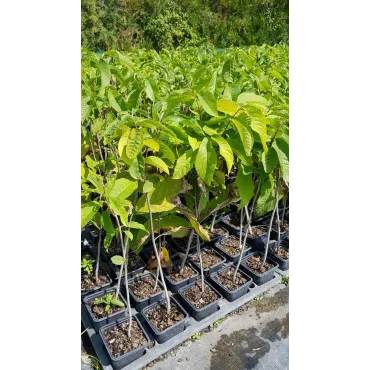 Asimina triloba (Semis) / Asiminier