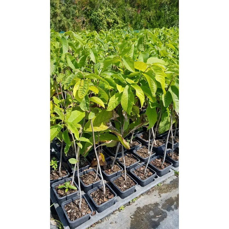 Asimina triloba (Semis) / Asiminier