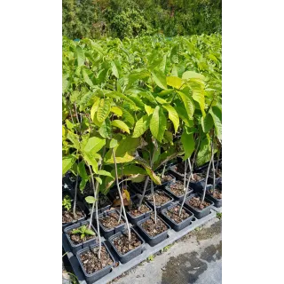 Asimina triloba (Semis) / Asiminier