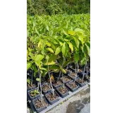 Asimina triloba (Semis) / Asiminier