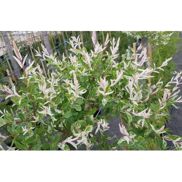 Salix integra 'Hakuro-Nishiki' / Saule crevette / Conteneur de 7 à 15 litres / Quart-tige