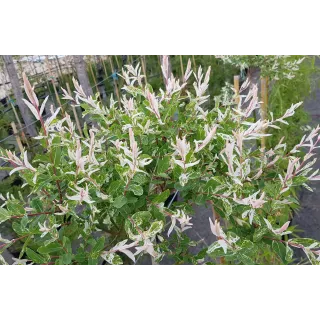 Salix integra 'Hakuro-Nishiki' / Saule crevette / Conteneur de 7 à 15 litres / Quart-tige