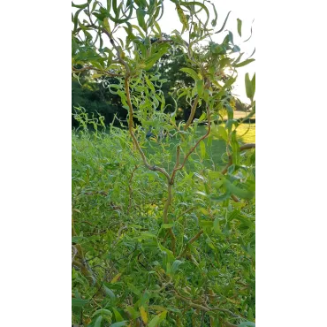 Salix x erythroflexuosa / Saule tortueux jaune