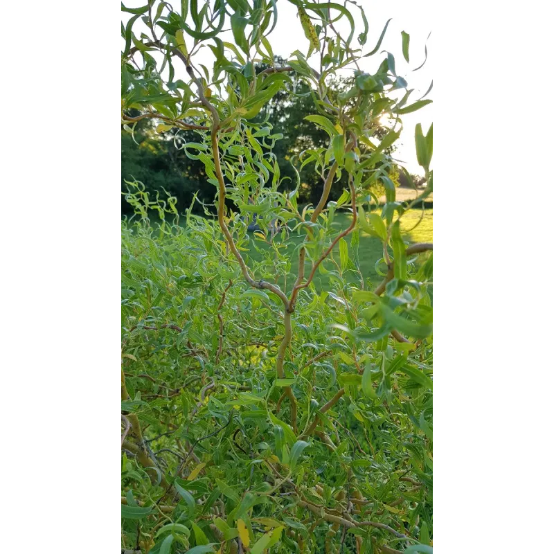 Salix x erythroflexuosa / Saule tortueux jaune