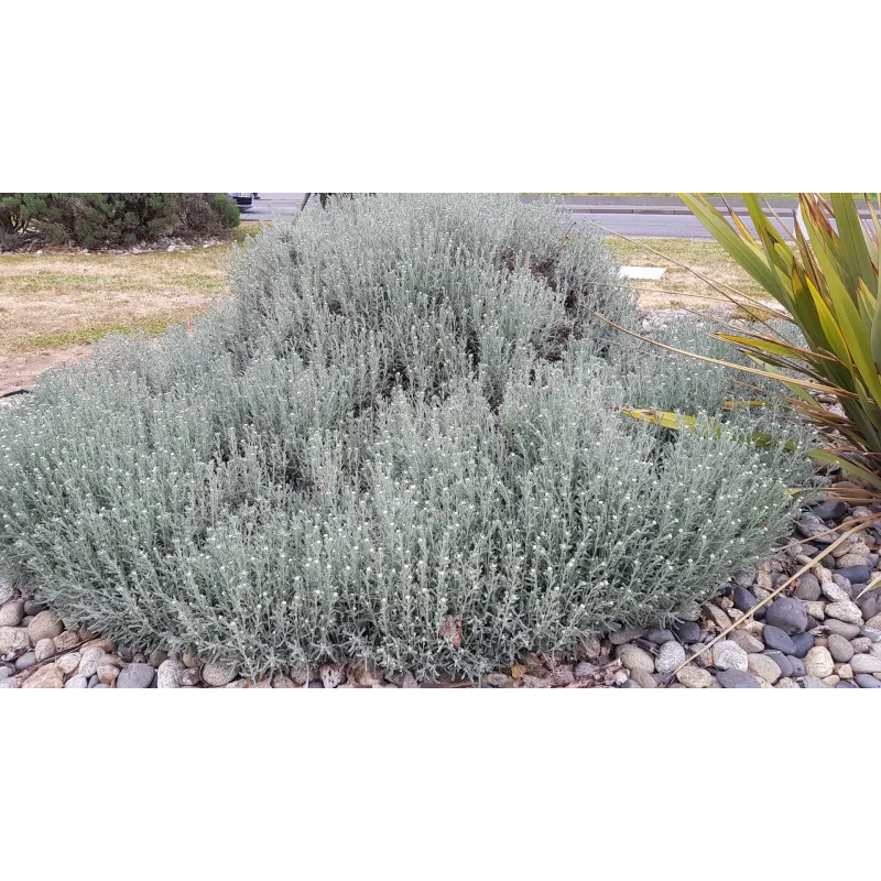 Santolina chamaecyparissus / Santoline argentÃ©e