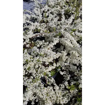 Spiraea x arguta / SpirÃ©e arguta