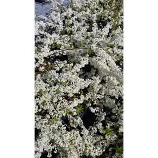 Spiraea x arguta / SpirÃ©e arguta