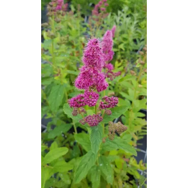 Spiraea x billardii / SpirÃ©e de Billiard