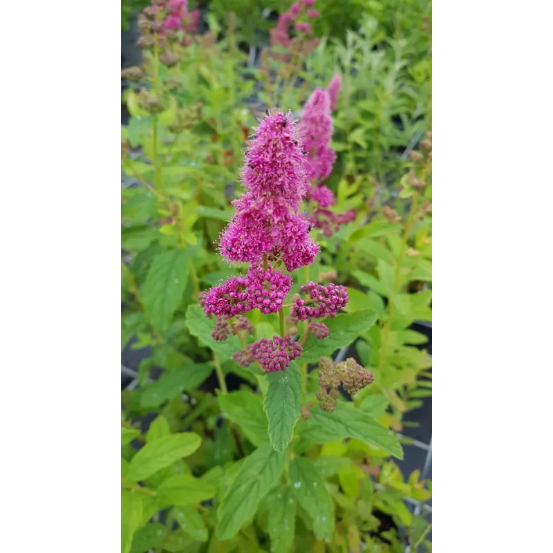 Spiraea x billardii / SpirÃ©e de Billiard