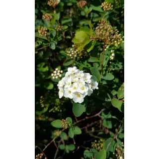 Spiraea x vanhouttei / SpirÃ©e de Van Houtte