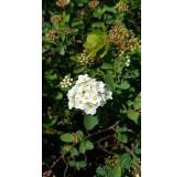 Spiraea x vanhouttei / SpirÃ©e de Van Houtte