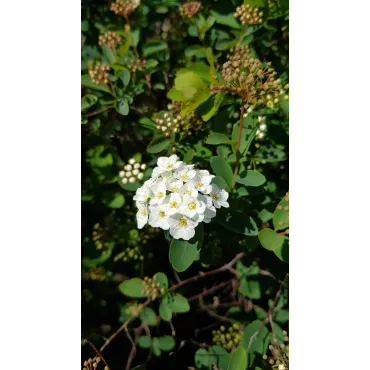 Spiraea x vanhouttei / SpirÃ©e de Van Houtte