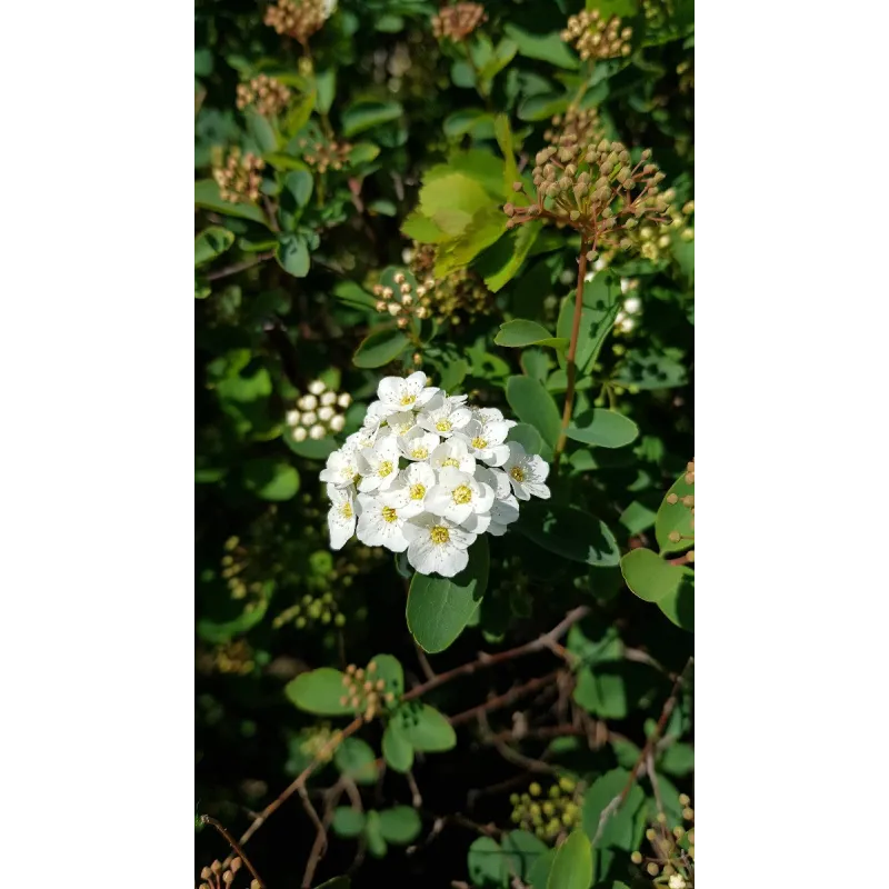 Spiraea x vanhouttei / SpirÃ©e de Van Houtte