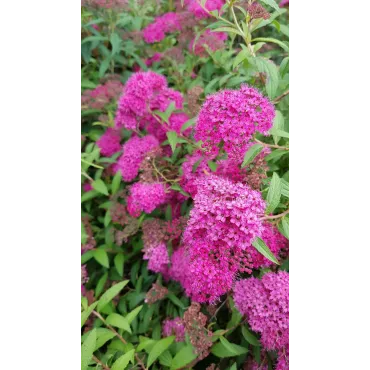 Spiraea japonica 'Anthony Waterer' / SpirÃ©e japonaise naine rose