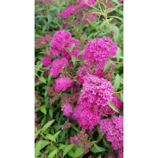 Spiraea japonica 'Anthony Waterer' / SpirÃ©e japonaise naine rose