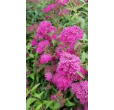 Spiraea japonica 'Anthony Waterer' / SpirÃ©e japonaise naine rose