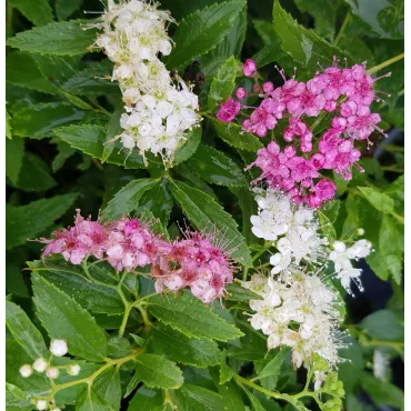 Spiraea japonica 'Shirobana' / SpirÃ©e japonaise naine rose et blanche