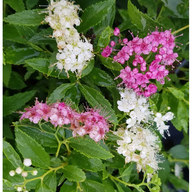 Spiraea japonica 'Shirobana' / SpirÃ©e japonaise naine rose et blanche