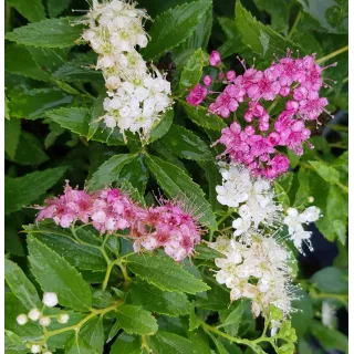 Spiraea japonica 'Shirobana' / SpirÃ©e japonaise naine rose et blanche