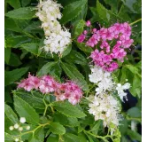 Spiraea japonica 'Shirobana' / SpirÃ©e japonaise naine rose et blanche