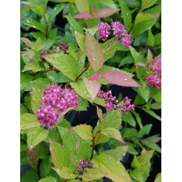 Spiraea japonica 'Gold Flame' / SpirÃ©e japonaise naine Gold Flame