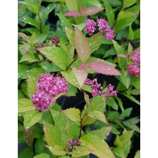 Spiraea japonica 'Gold Flame' / SpirÃ©e japonaise naine Gold Flame