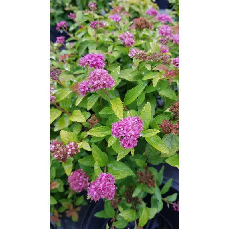 Spiraea japonica 'Goldmound' / SpirÃ©e japonaise naine Goldmound