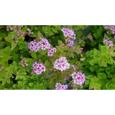 Spiraea japonica 'Little Princess' / SpirÃ©e janonaise naine rose