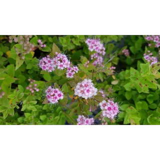 Spiraea japonica 'Little Princess' / SpirÃ©e janonaise naine rose