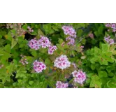 Spiraea japonica 'Little Princess' / SpirÃ©e janonaise naine rose