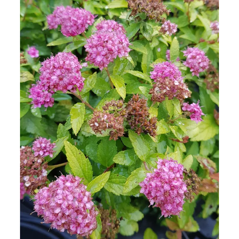 Spiraea japonica MERLOÂ® GOLD 'Davcop04' / SpirÃ©e japonaise naine MERLOÂ® GOLD 'Davcop04'