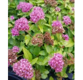 Spiraea japonica MERLOÂ® GOLD 'Davcop04' / SpirÃ©e japonaise naine MERLOÂ® GOLD 'Davcop04'