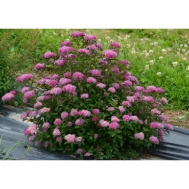 Spiraea japonica MERLOÂ® GREEN 'Davrou01' / SpirÃ©e japonaise naine MERLOÂ® GREEN 'Davrou01'