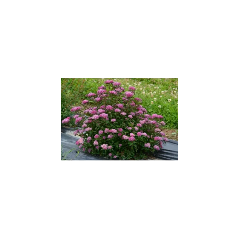 Spiraea japonica MERLOÂ® GREEN 'Davrou01' / SpirÃ©e japonaise naine MERLOÂ® GREEN 'Davrou01'