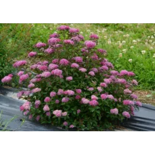 Spiraea japonica MERLOÂ® GREEN 'Davrou01' / SpirÃ©e japonaise naine MERLOÂ® GREEN 'Davrou01'