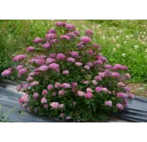 Spiraea japonica MERLOÂ® GREEN 'Davrou01' / SpirÃ©e japonaise naine MERLOÂ® GREEN 'Davrou01'