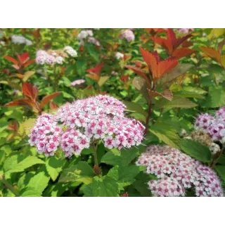 Spiraea japonica SPARKLING CHAMPAGNEÂ® 'Lonspi' / SpirÃ©e japonaise naine SPARKLING CHAMPAGNEÂ® 'Lonspi'