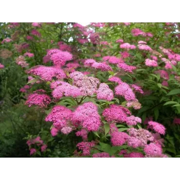 Spiraea japonica MAGNUM ROSE 'Brolanspi' / SpirÃ©e japonaise MAGNUM ROSE 'Brolanspi'