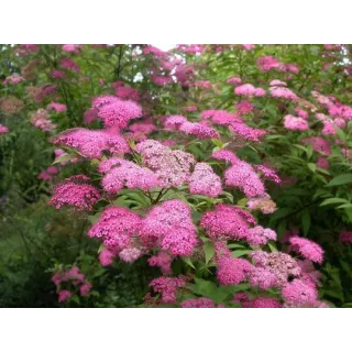 Spiraea japonica MAGNUM ROSE 'Brolanspi' / SpirÃ©e japonaise MAGNUM ROSE 'Brolanspi'