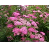 Spiraea japonica MAGNUM ROSE 'Brolanspi' / SpirÃ©e japonaise MAGNUM ROSE 'Brolanspi'