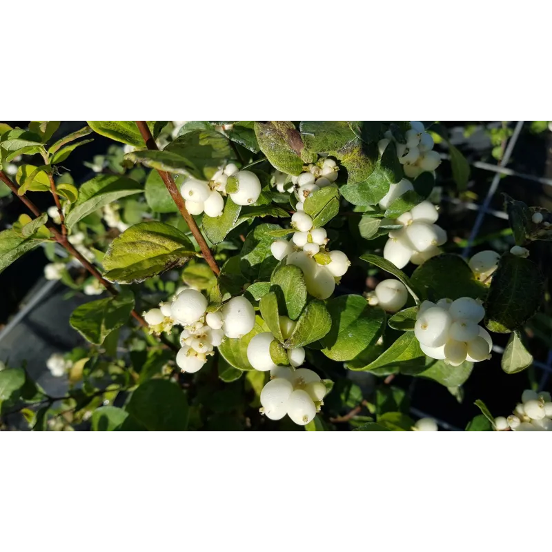 Symphoricarpos x doorenbosii 'White Hedge' / Symphorine de Doorenbos Ã  fruits blancs