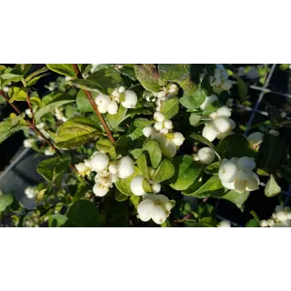 Symphoricarpos x doorenbosii 'White Hedge' / Symphorine de Doorenbos Ã  fruits blancs