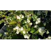 Symphoricarpos x doorenbosii 'White Hedge' / Symphorine de Doorenbos Ã  fruits blancs