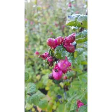 Symphoricarpos x doorenbosii 'Magic Berry' / Symphorine de Doorenbos Ã  fruits roses