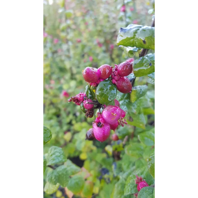 Symphoricarpos x doorenbosii 'Magic Berry' / Symphorine de Doorenbos Ã  fruits roses