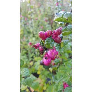 Symphoricarpos x doorenbosii 'Magic Berry' / Symphorine de Doorenbos Ã  fruits roses