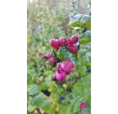 Symphoricarpos x doorenbosii 'Magic Berry' / Symphorine de Doorenbos Ã  fruits roses